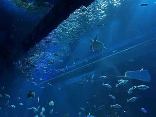 沖縄の観光の様子